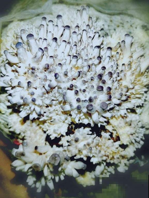 在家种两种菜，现在种过年正好能吃，栽种难度不大还省钱