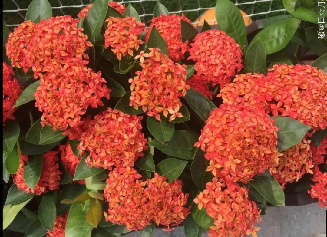 大门口种棵花，吉利又好看，镇宅保平安