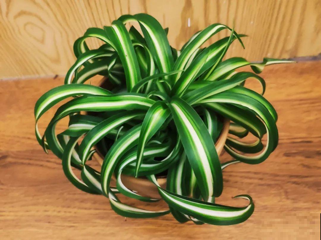 自制“增亮剂”，给花叶子擦一擦，亮的照人影