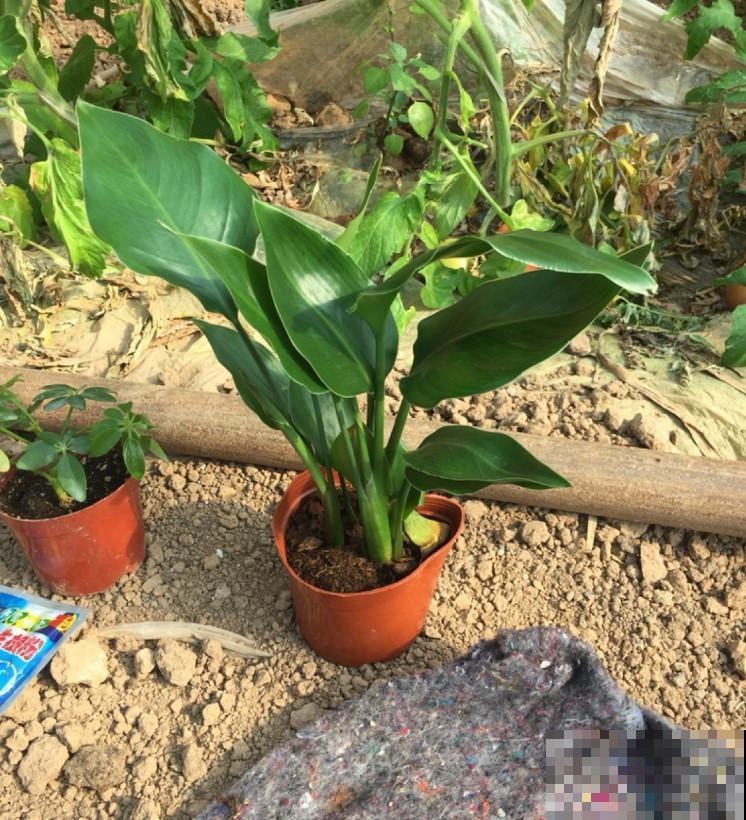 这种花开花似“仙鹤”，掌握养护要点，盆盆仙气十足！