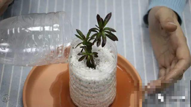 现在扦插超好活，剪根枝，捂3天，冒出狗牙根！