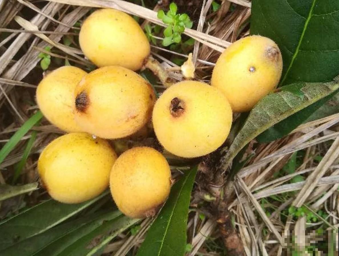 黄色小果太美味，奈何贵，阳台种一棵，果实挂满枝！