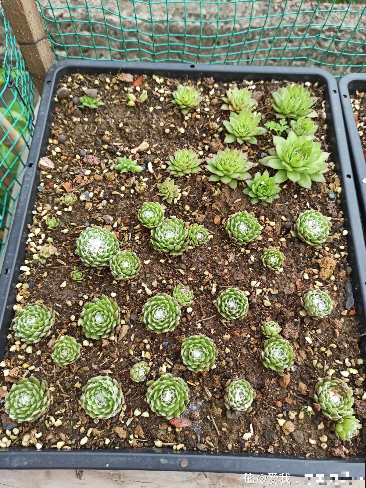 她养了上千棵多肉，排列得整整齐齐，妥妥的强迫症福音！