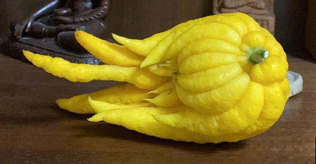 冬天的香水花，养1盆满屋子飘香，千万不要放卧室