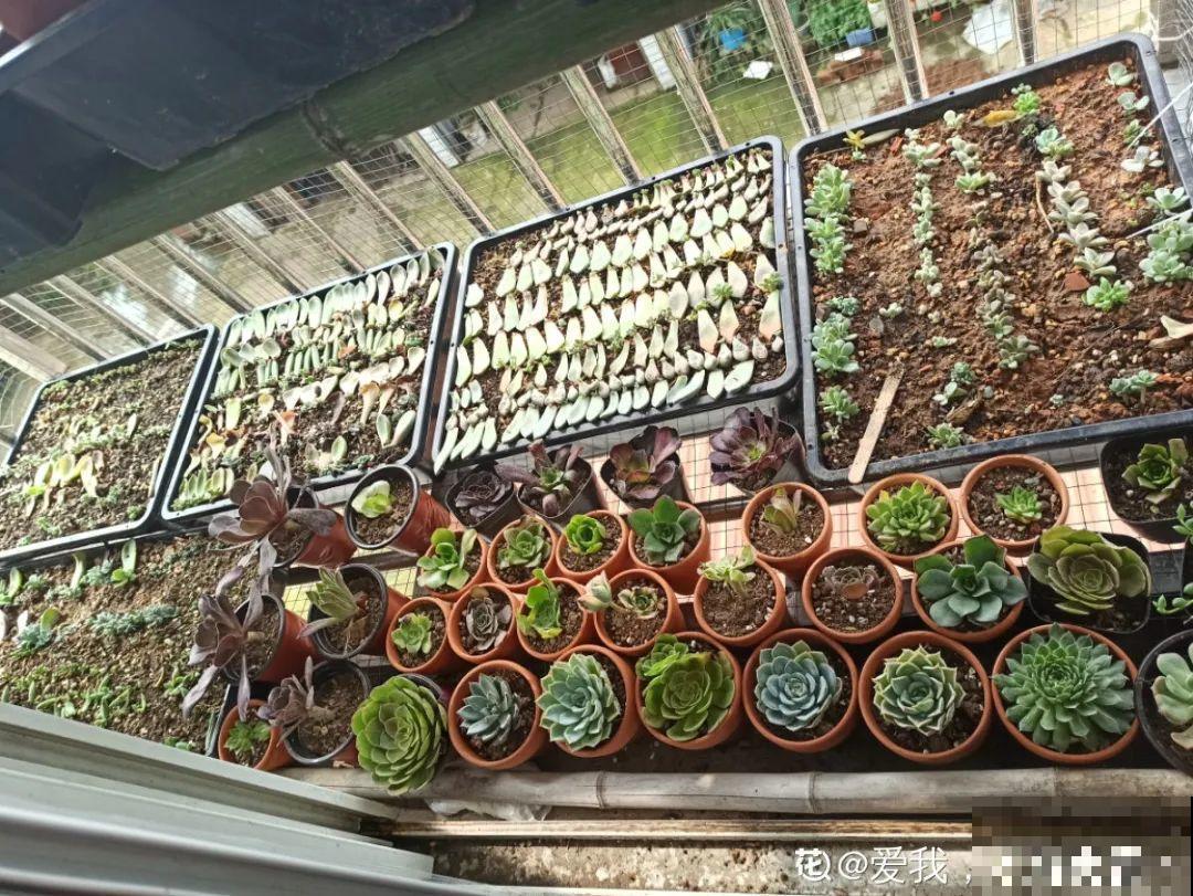 初春的多肉要撸叶子，重新扦插，能生好多盆