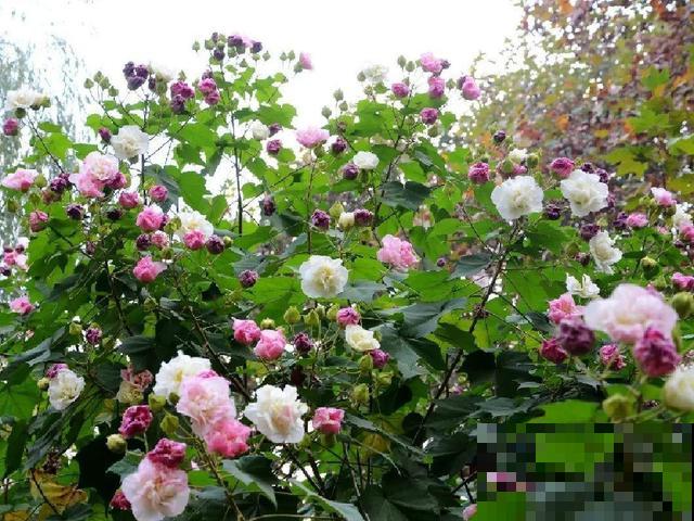 厨房常见的调味品，居然是花，长知识了！