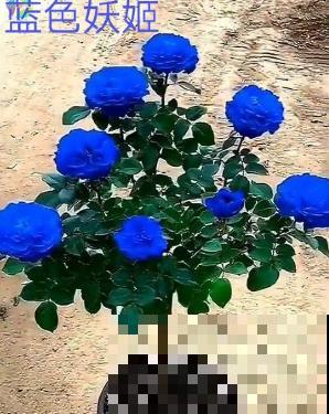 染色大葱？卫生纸一擦就掉色，真细思极恐