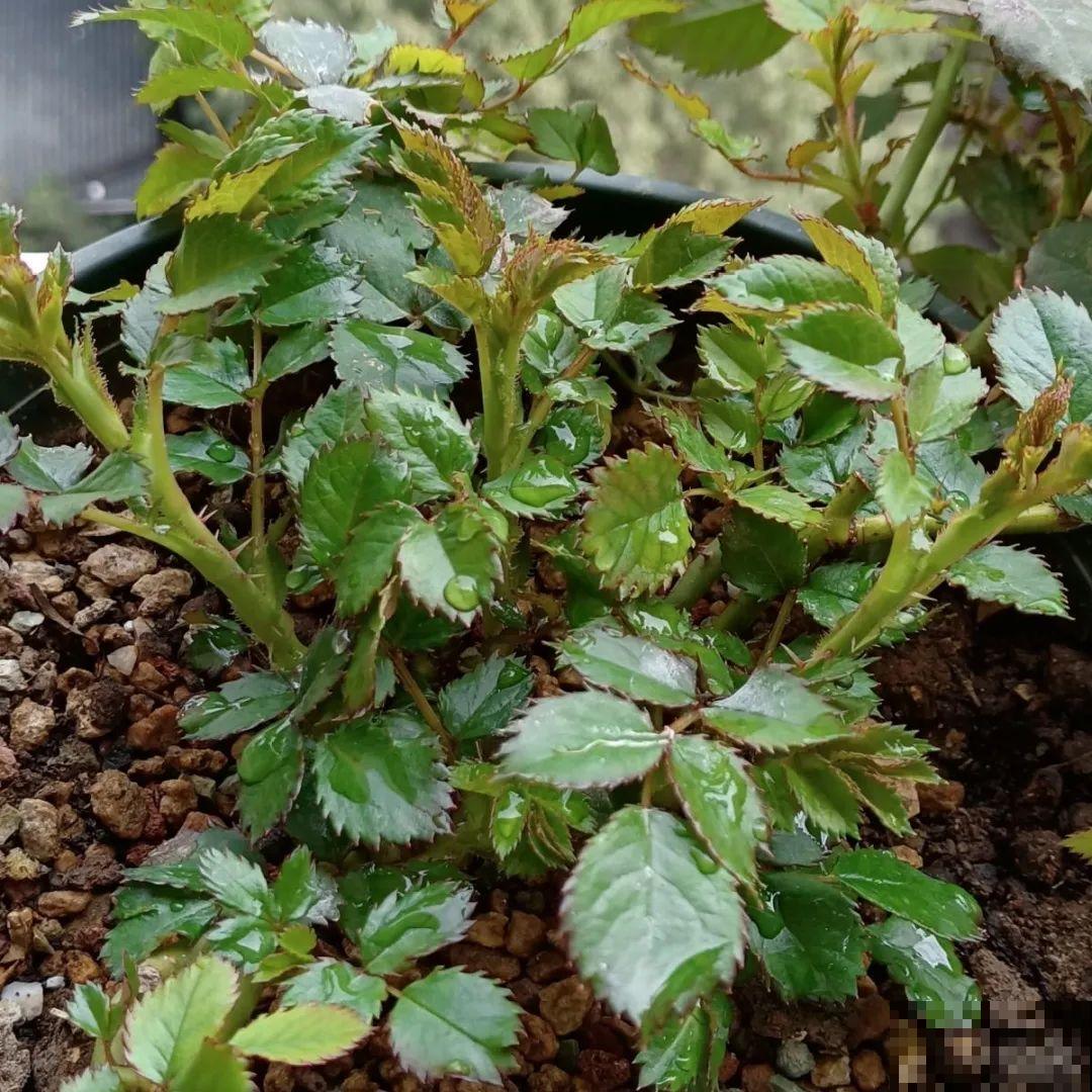 春天花要苏醒了，快施肥，新芽狂窜不断