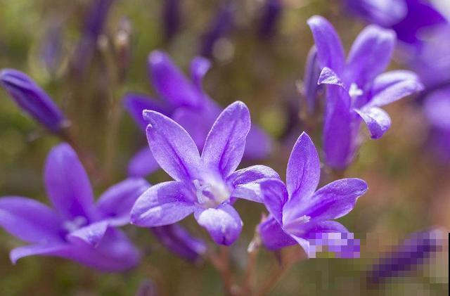 超级梦幻的紫罗兰，养护时做好这4点，才能花开不断！