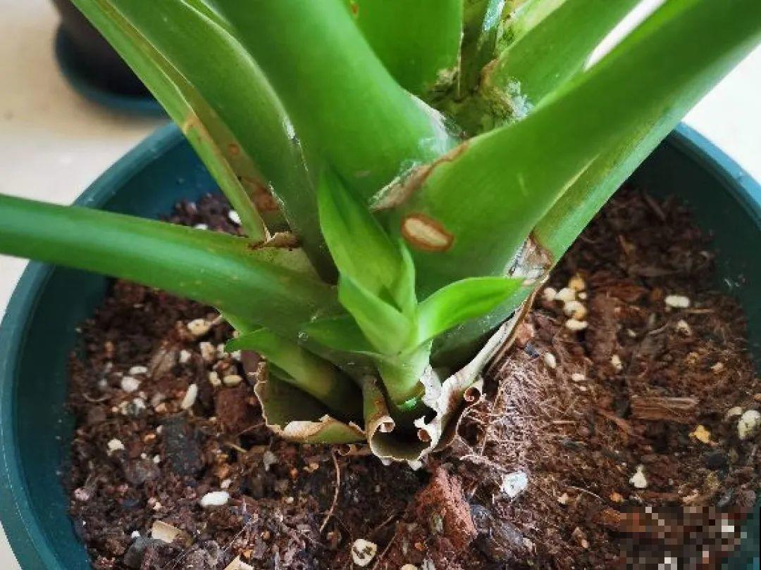 百合开花不是一次性，开完要施肥，1盆能生20盆