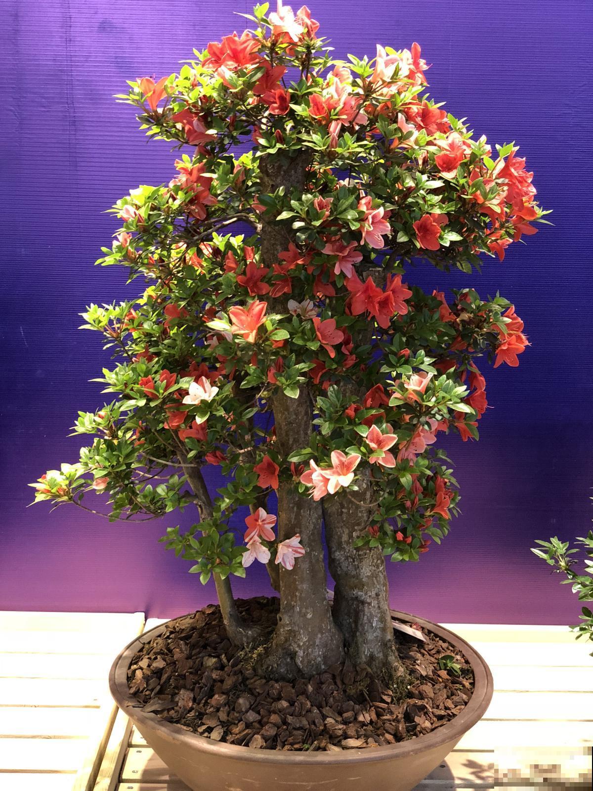 掌握杜鹃花养护4个技巧，不掉一片叶，盆盆开成“大花球”！