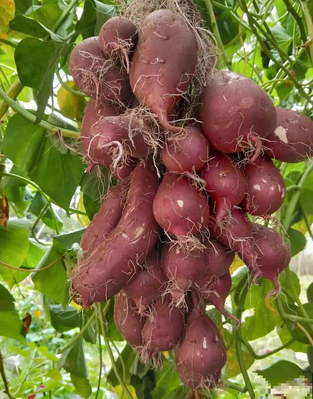 南瓜个头大的出奇，卖了2万8，比养猪还赚钱