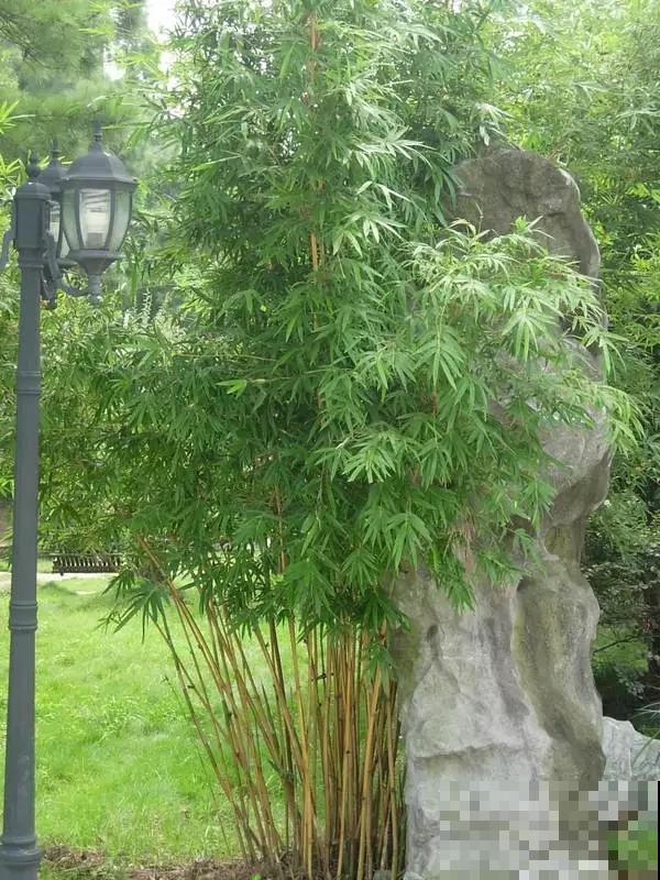关于植物的冷知识，你知道几个？每一个都很有意思！