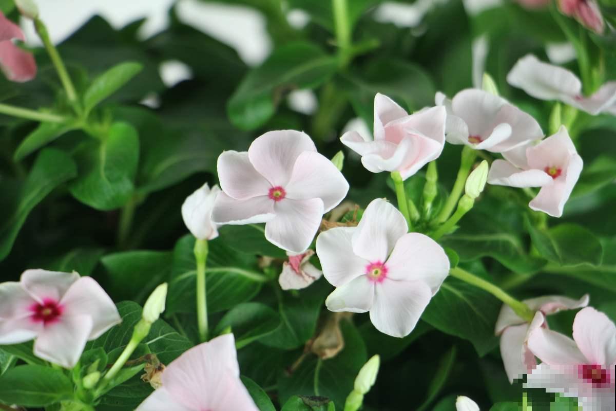 解决这3点，长春花不再黄叶落叶，冬天也能花开不断！