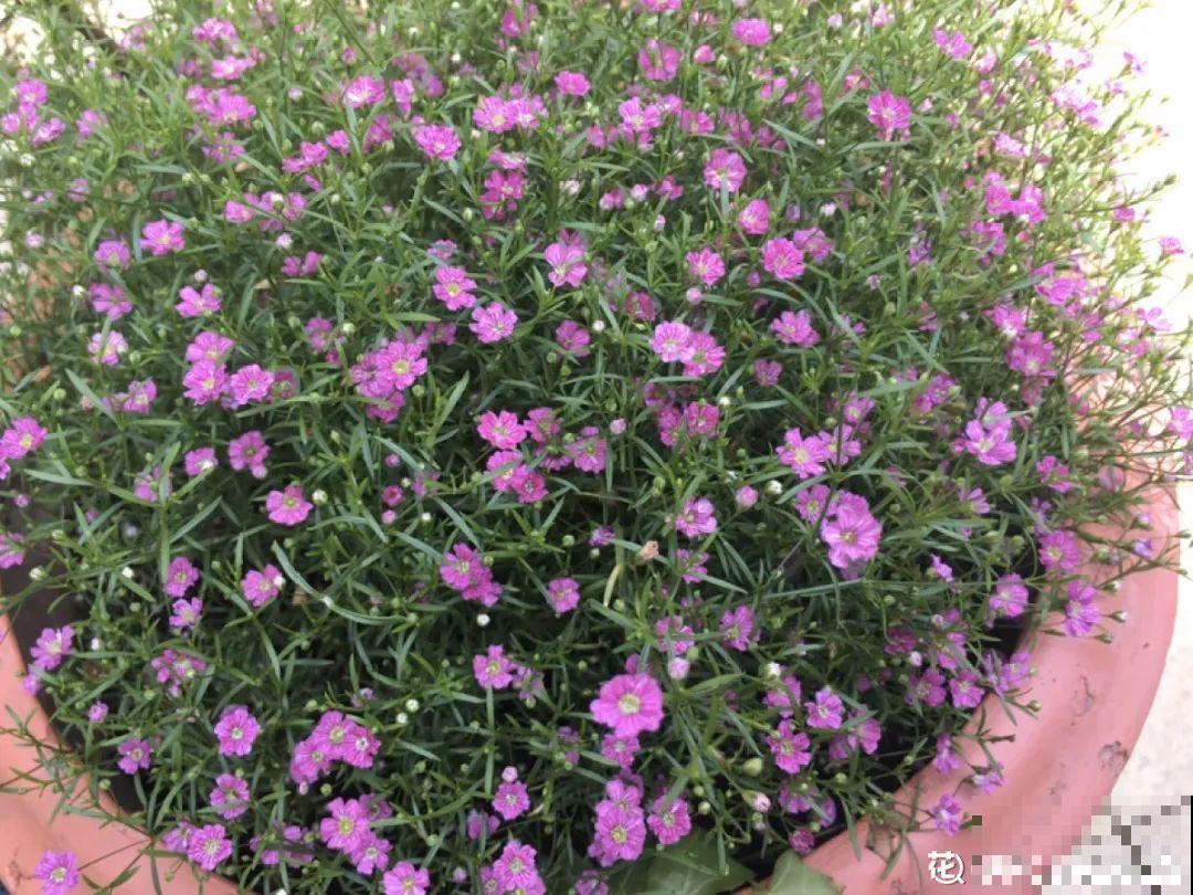 6种花是一次性，开完可以扔了，别再浪费时间