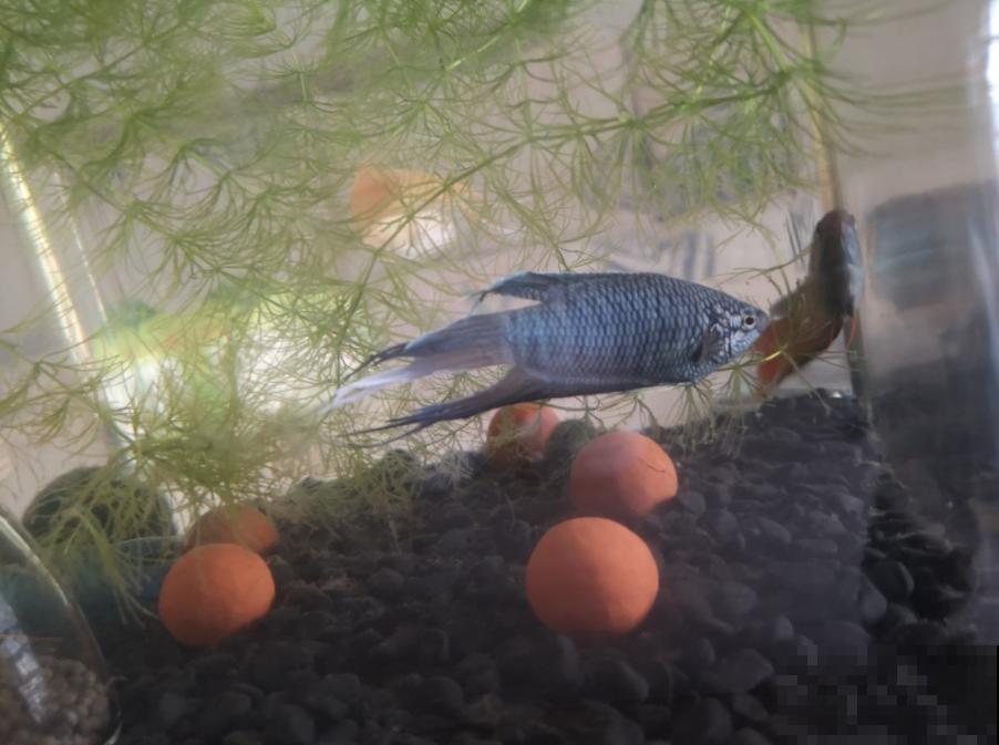 养鱼水浇花肥效好？为啥越浇越坏？这3点要注意！