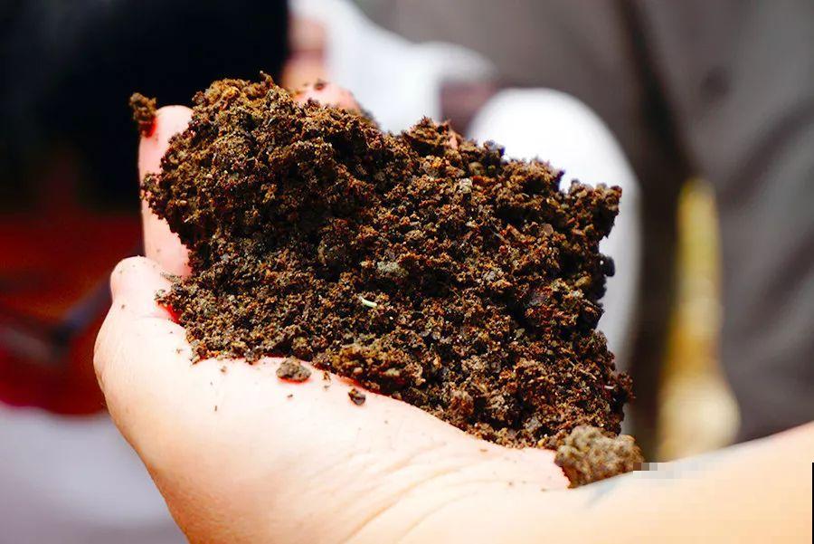 植物也爱“喝”饮料？水里兑点碳酸饮料，花卉越长越旺盛！