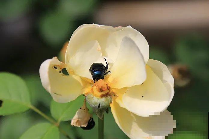 惊蛰之后，小虫乱飞，教你16种杀虫方法