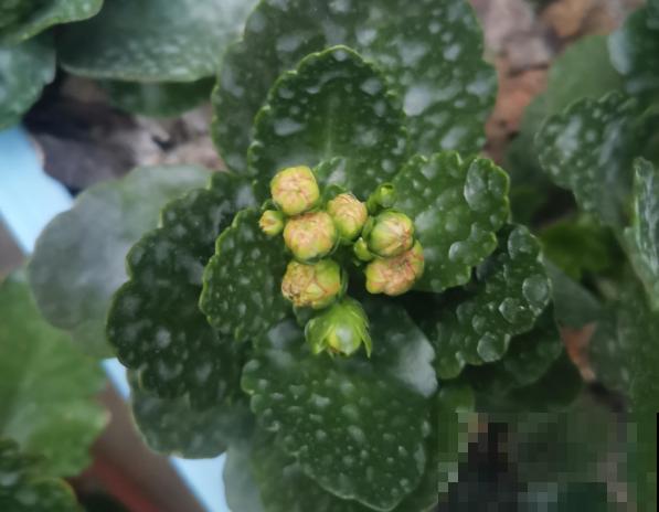 花还没开，花苞掉了一地，再不管就完了！