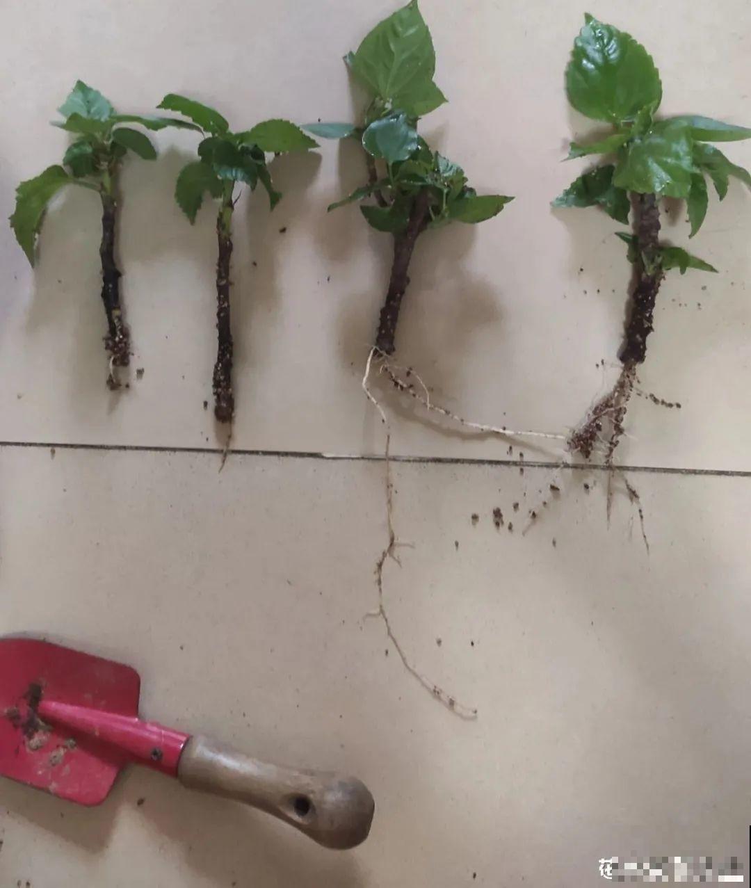 现在扦插超好活，剪根枝，捂3天，冒出狗牙根！