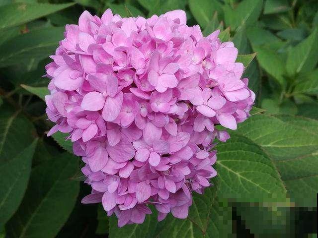 春天养3种“花团子”，开花又美又仙气，春天生长正旺盛！