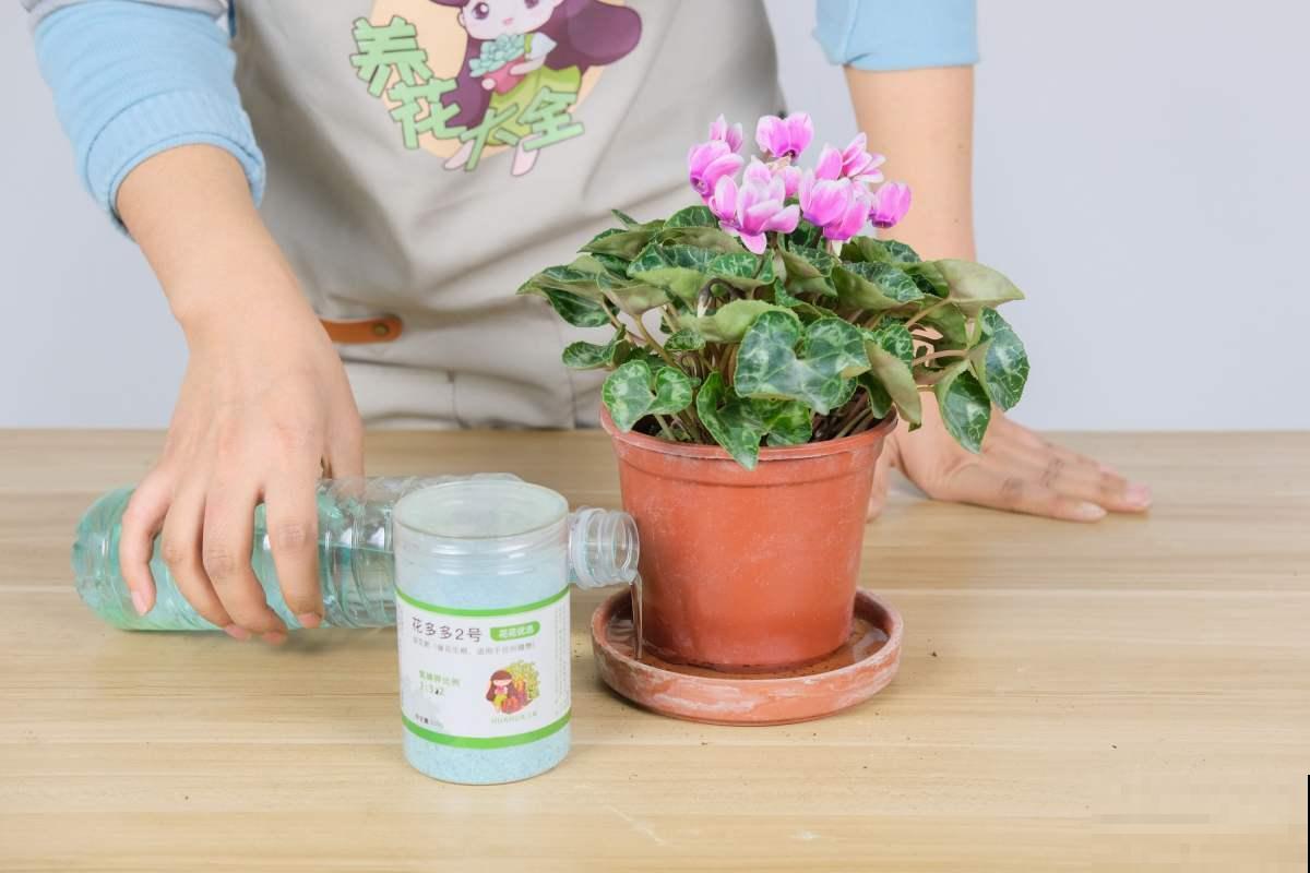 2分钟告诉你，花多多2号和磷酸二氢钾，促花到底有什么区别！