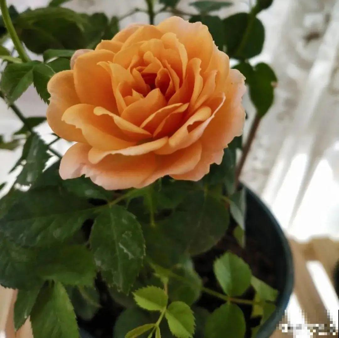 不同的花有不同的性格,你养的花,代表你是什么样的人? 不同的花有不同的性格,你养的花,代表你是什么样的人?