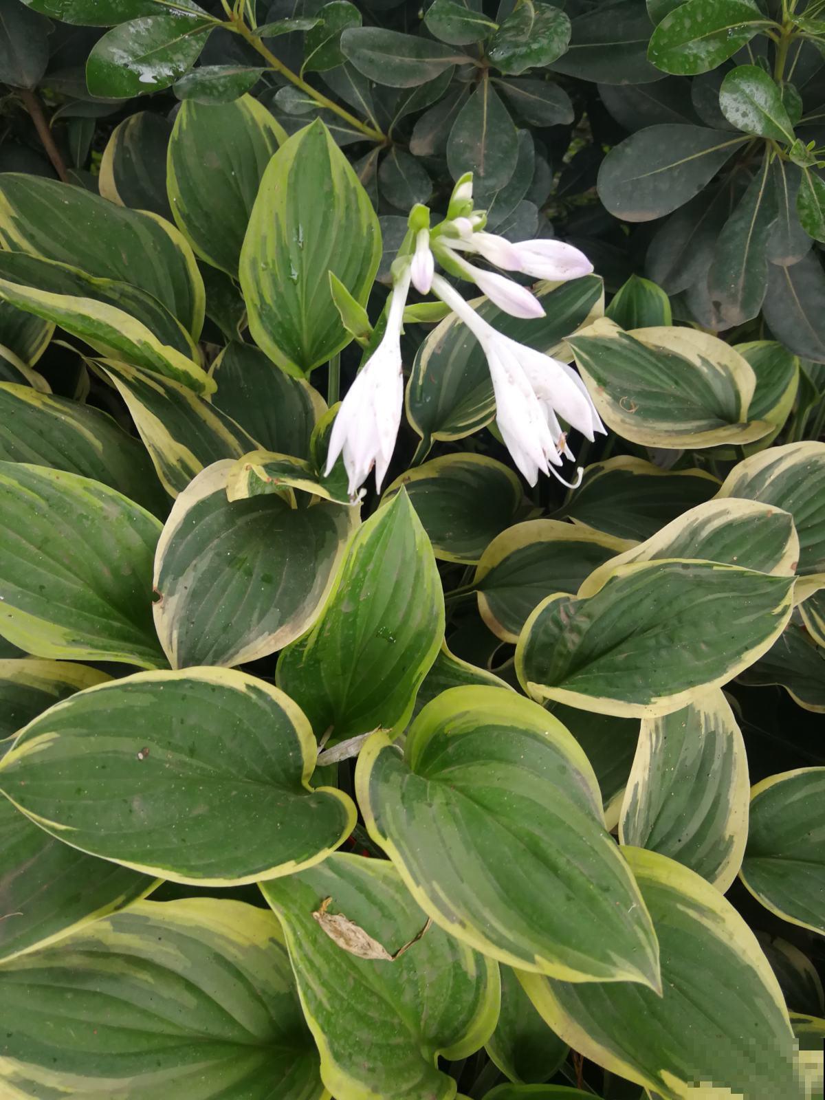 12种幸运花，你是几月出生，最旺你的花就是那它！