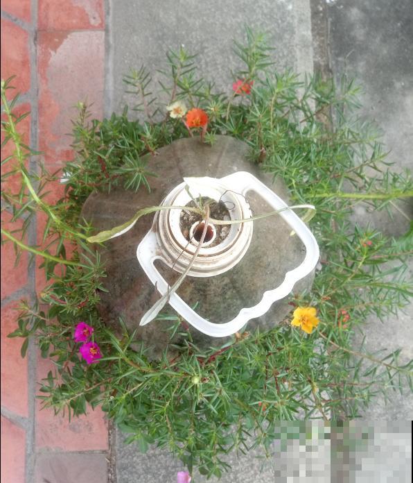 油桶用来种菜，省地儿还省钱，扔掉就是扔钱！