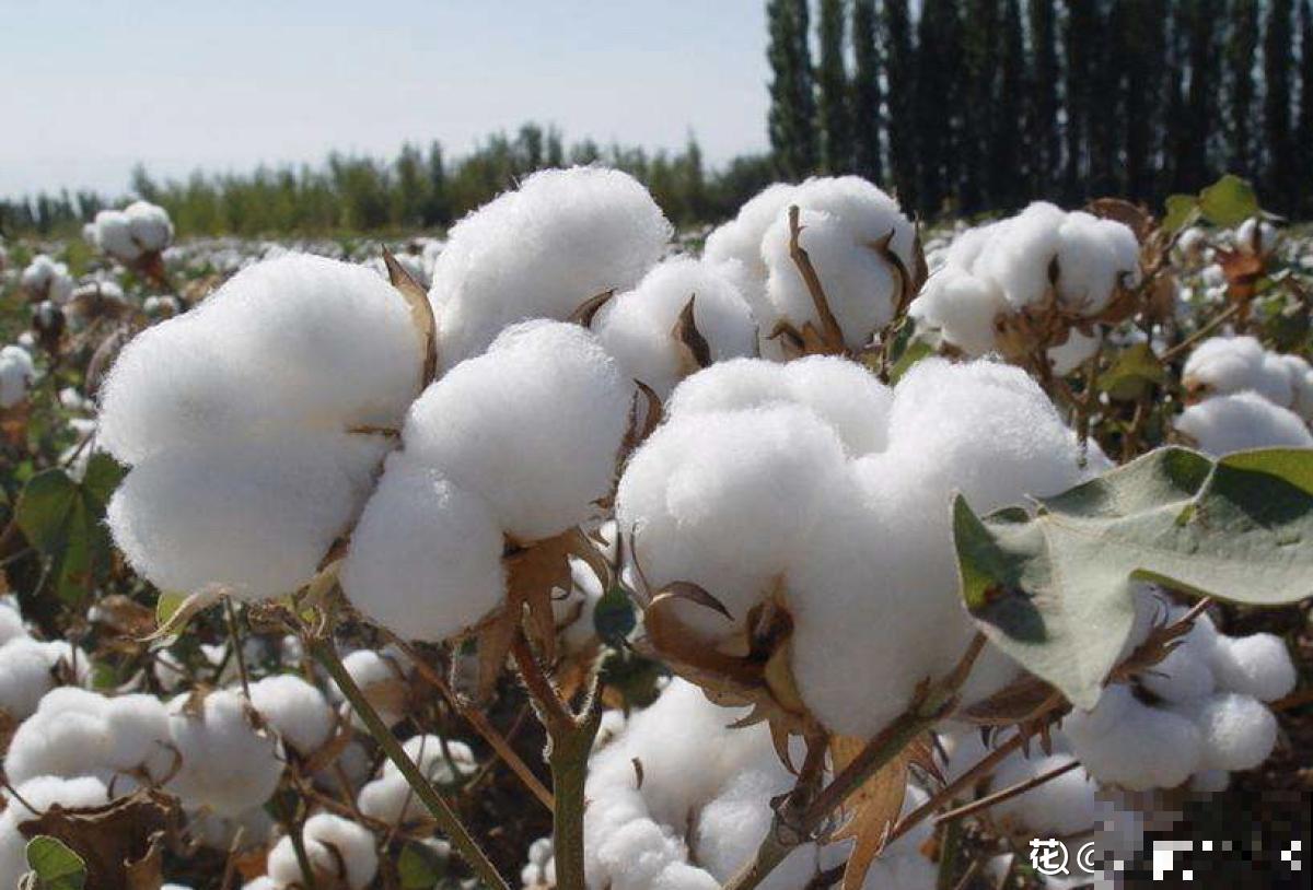 30个有趣的花谜,大多数人猜不对,你猜对了吗? 30个有趣的花谜,大多数人猜不对,你猜对了吗?