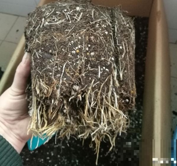 鱼肠肥、大骨粉，现在埋几勺，春天开花上百朵