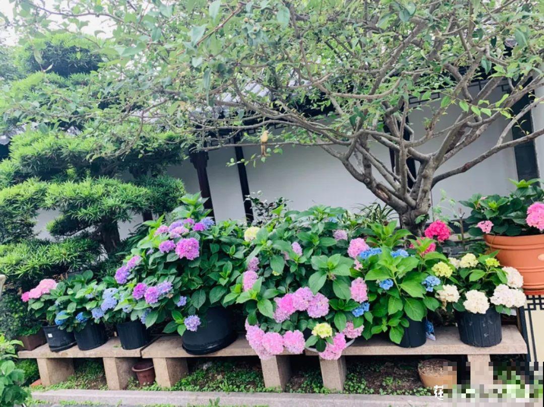 梦想有个院子，养花弄草，过舒心日子！