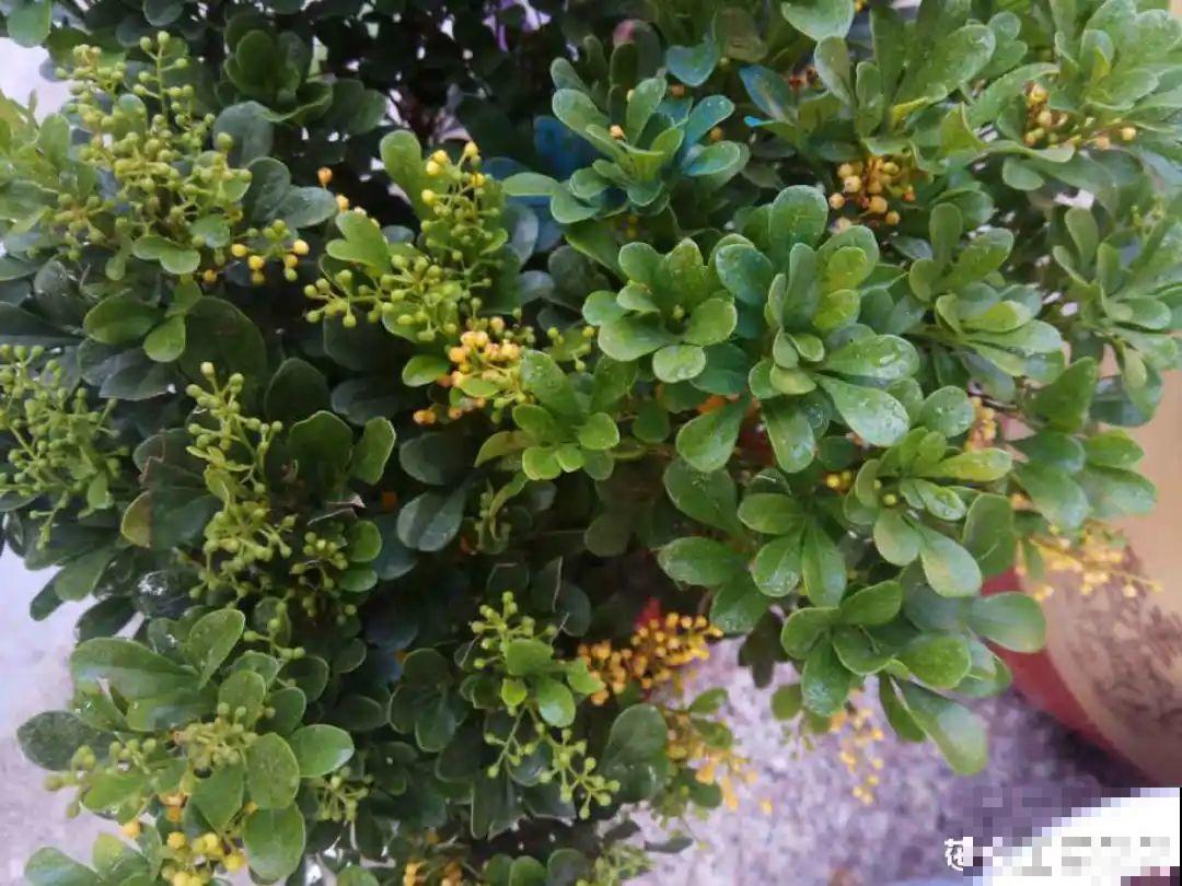 米兰要慎养，掉叶子第一名，光杆很难救活！