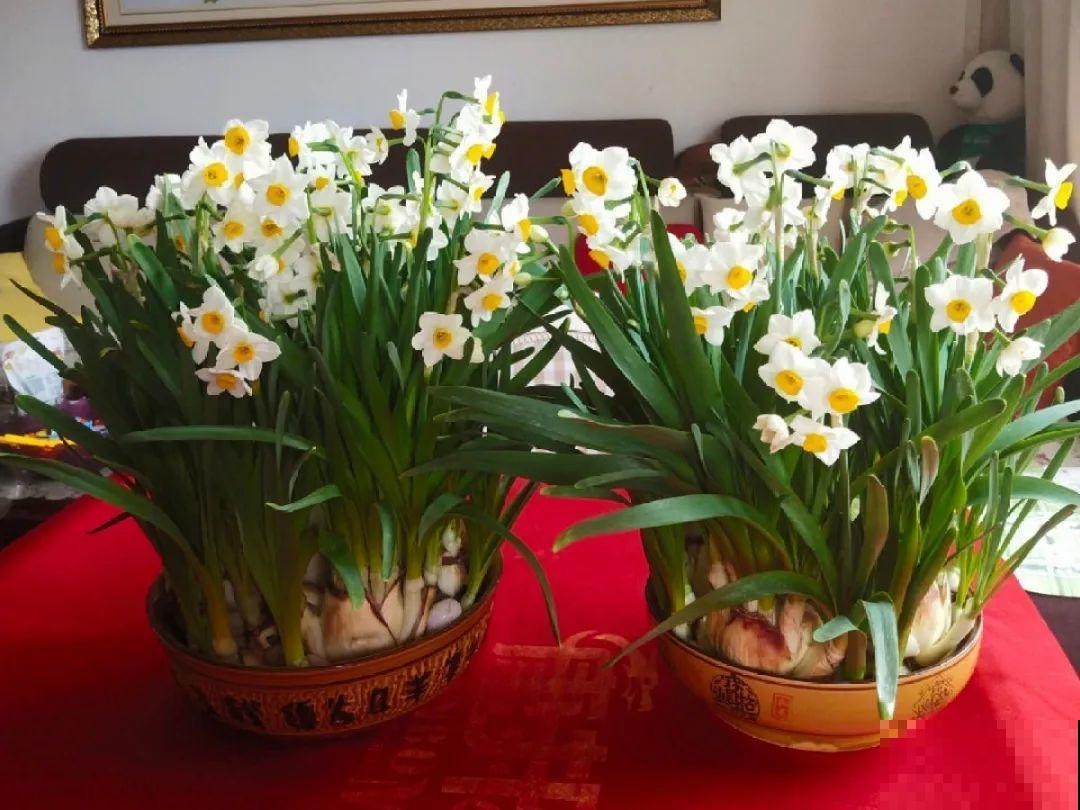 水仙要想开花,坚决不能长成高个子,不然今年没花看! 水仙要想开花,坚决不能长成高个子,不然今年没花看!