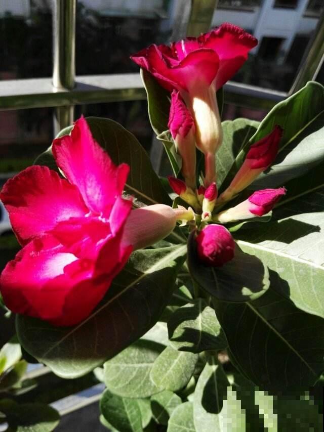 花市见到4种花，千万别买，买回家生一肚子气！