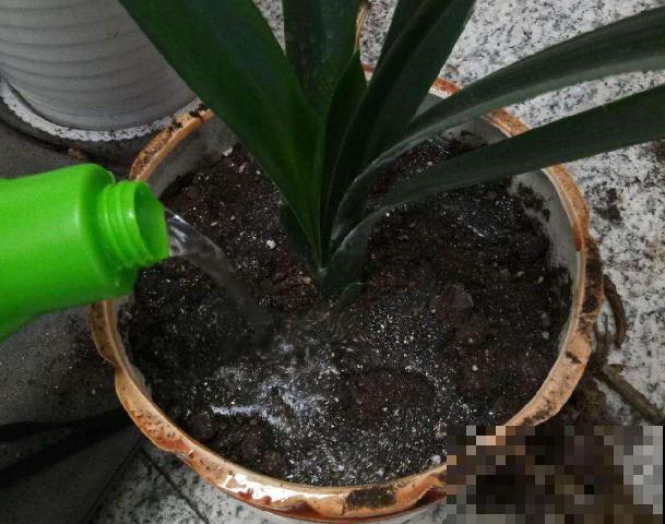 换盆也有限制，正在开花的植物不能换，不然花容易死