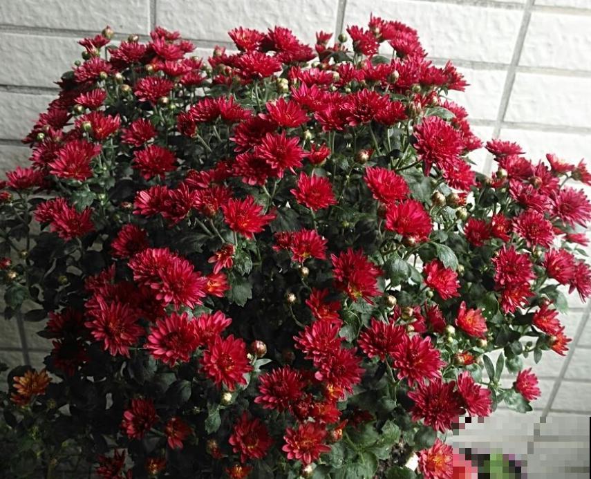 家里养盆千头菊，开花呼呼爆盆，一盆能开上百朵