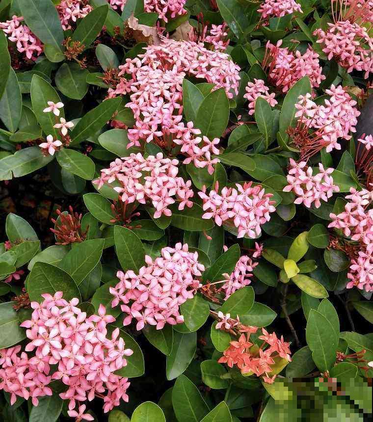 春天养3种“花团子”，开花又美又仙气，春天生长正旺盛！