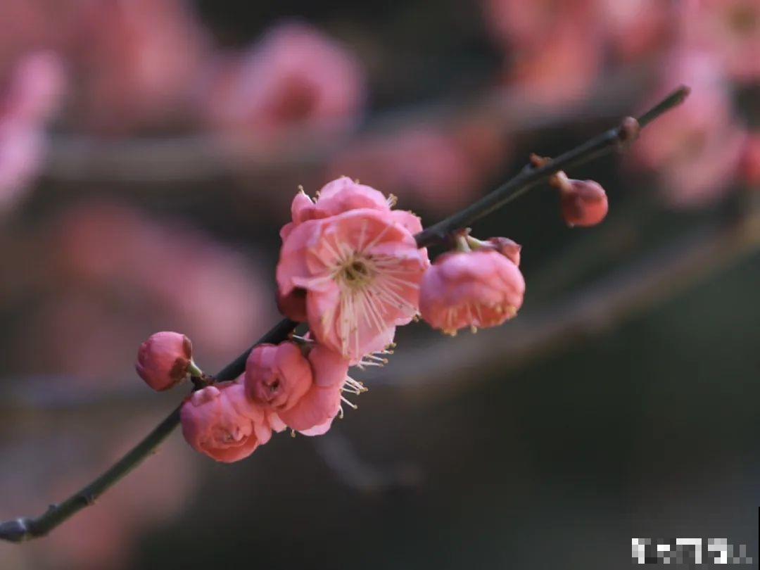 民间十大不吉利花，到底是哪流传来的