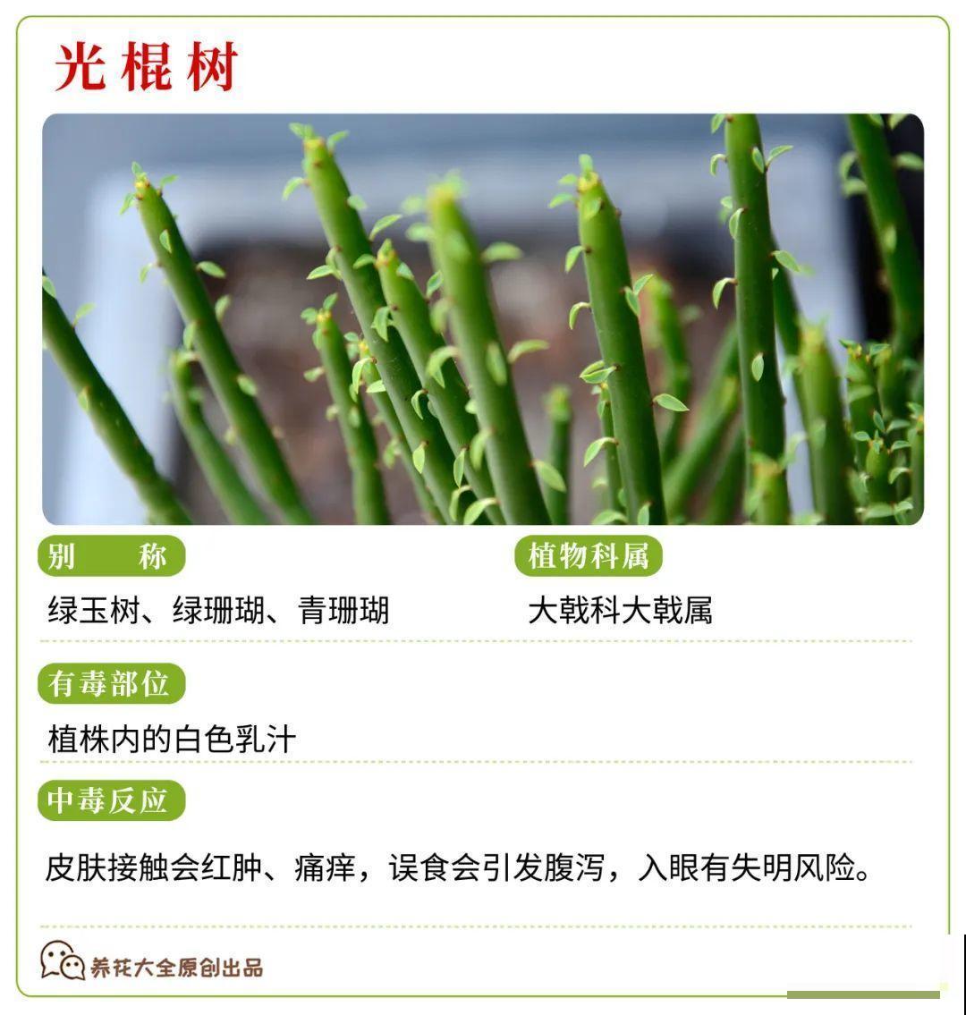 30种常见有毒花，很多人都在养，一定要小心养！