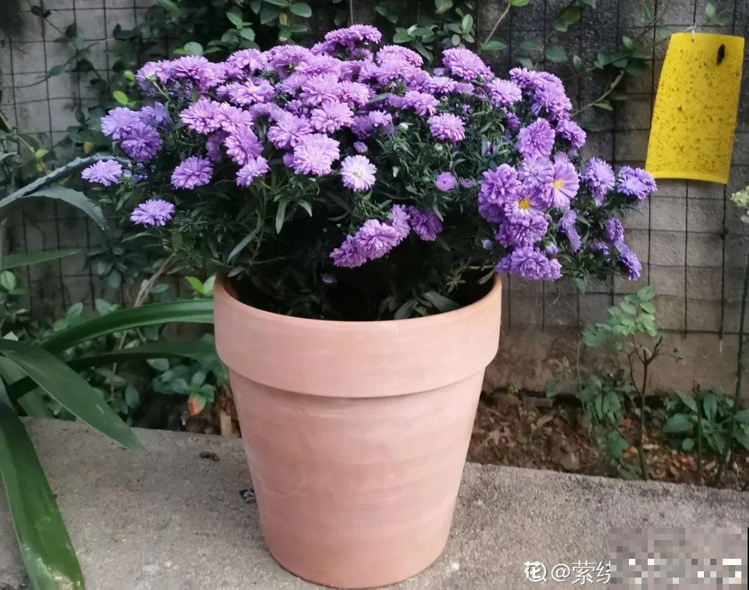 买花种子总是不对版,记住这些种子,少上当! 买花种子总是不对版,记住这些种子,少上当!