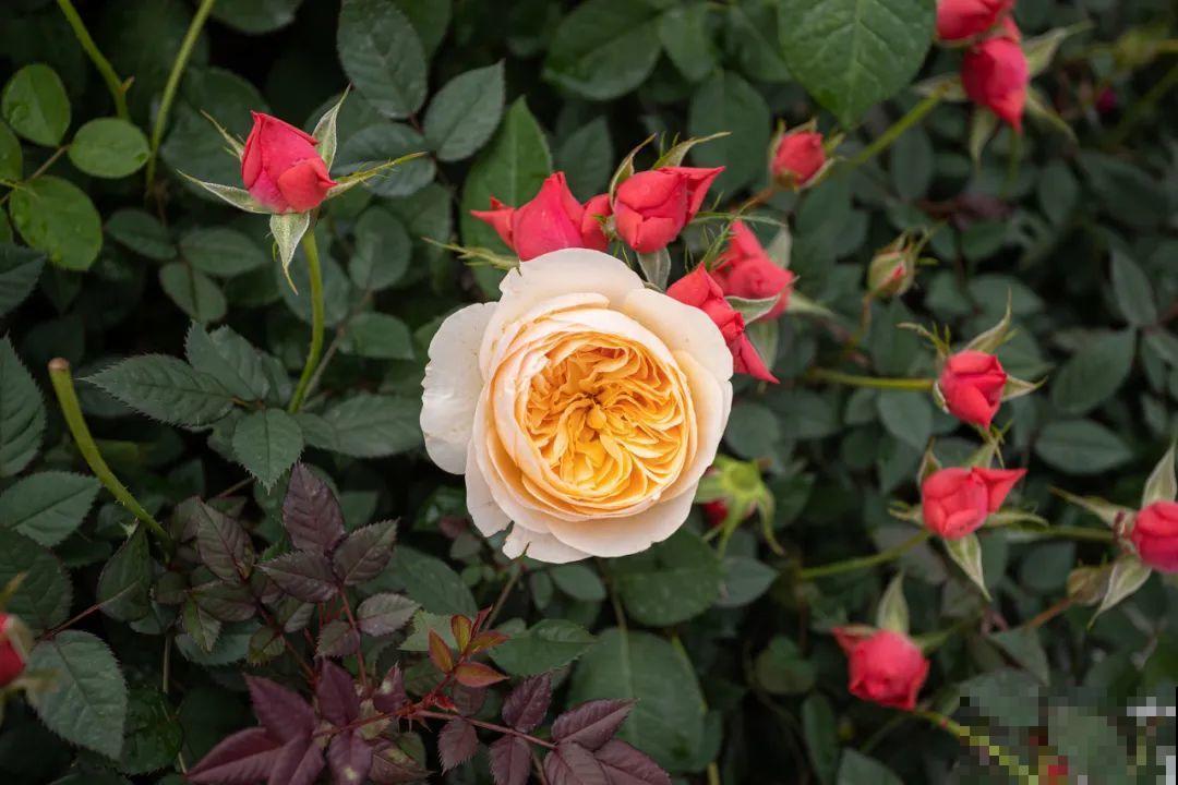 月季12个月计划表，按照这个养，大花墙不是梦！