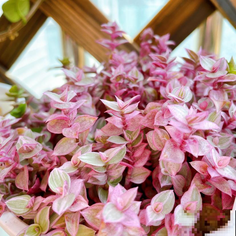 初春养花要沉住气，不能太心急，不然花容易死翘翘