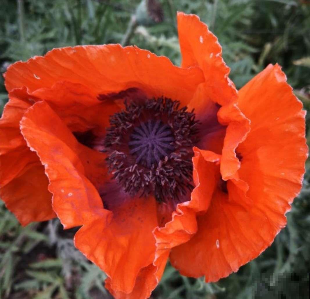 在家想养虞美人，注意做好这4点，每一盆都能开出漂亮的花！