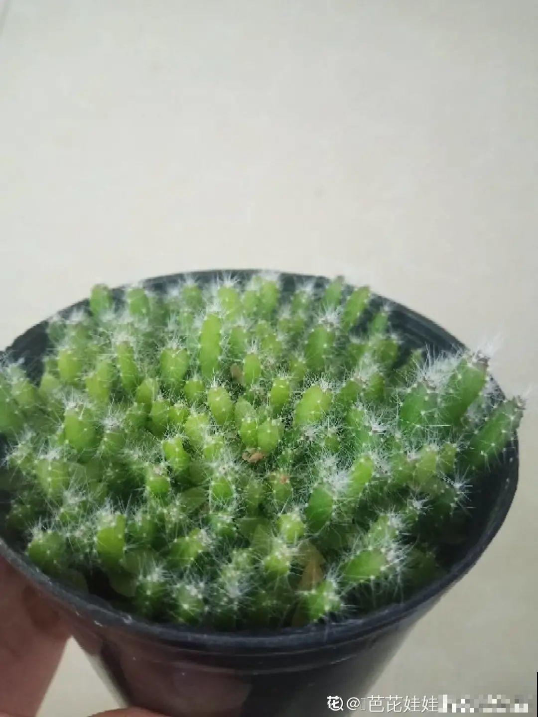 吃完的水果核别丢，扔土里长出小嫩芽，俩月长成新盆栽