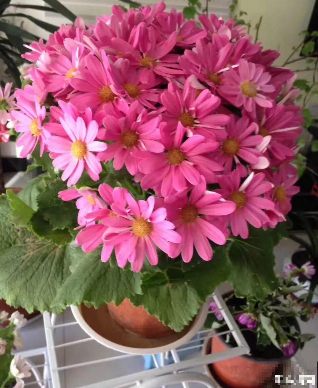 16种高颜值花，冬天耐寒不娇气，新手也能养爆盆