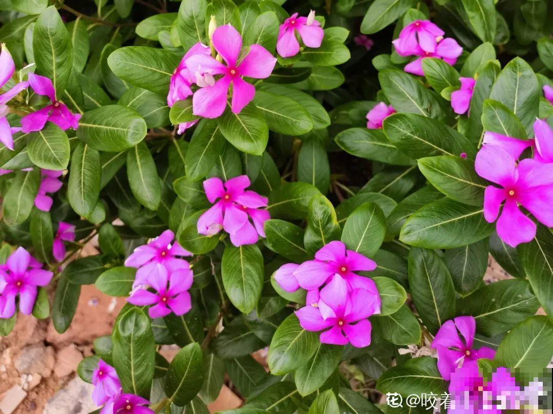 买花种子总是不对版,记住这些种子,少上当! 买花种子总是不对版,记住这些种子,少上当!