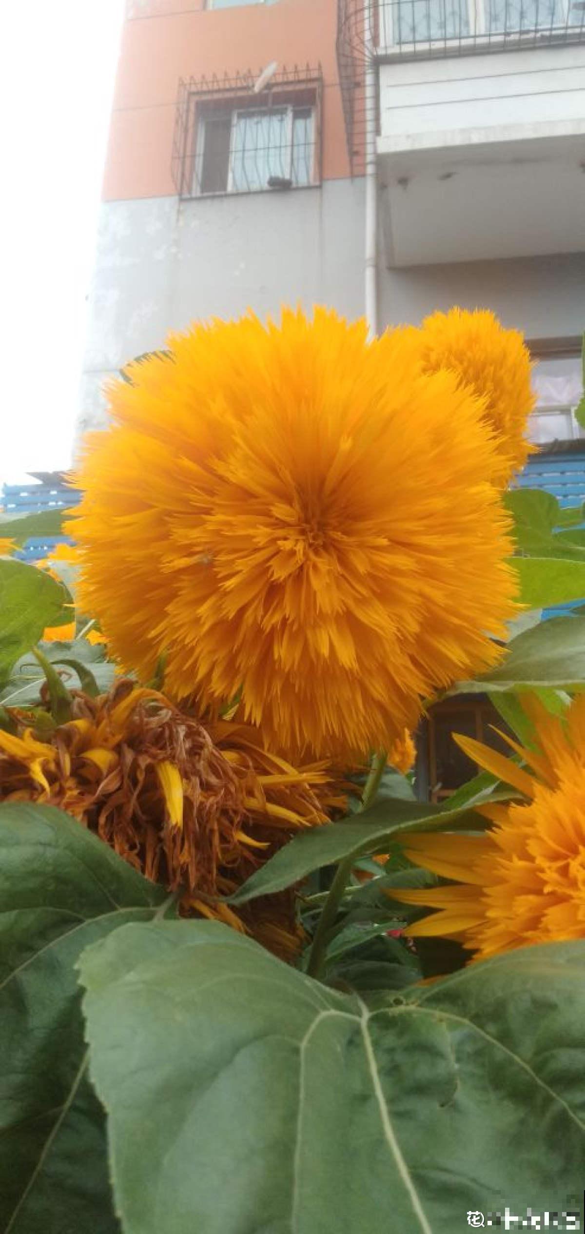 1种花像个“笼子”，还能吃虫子，越看越想笑