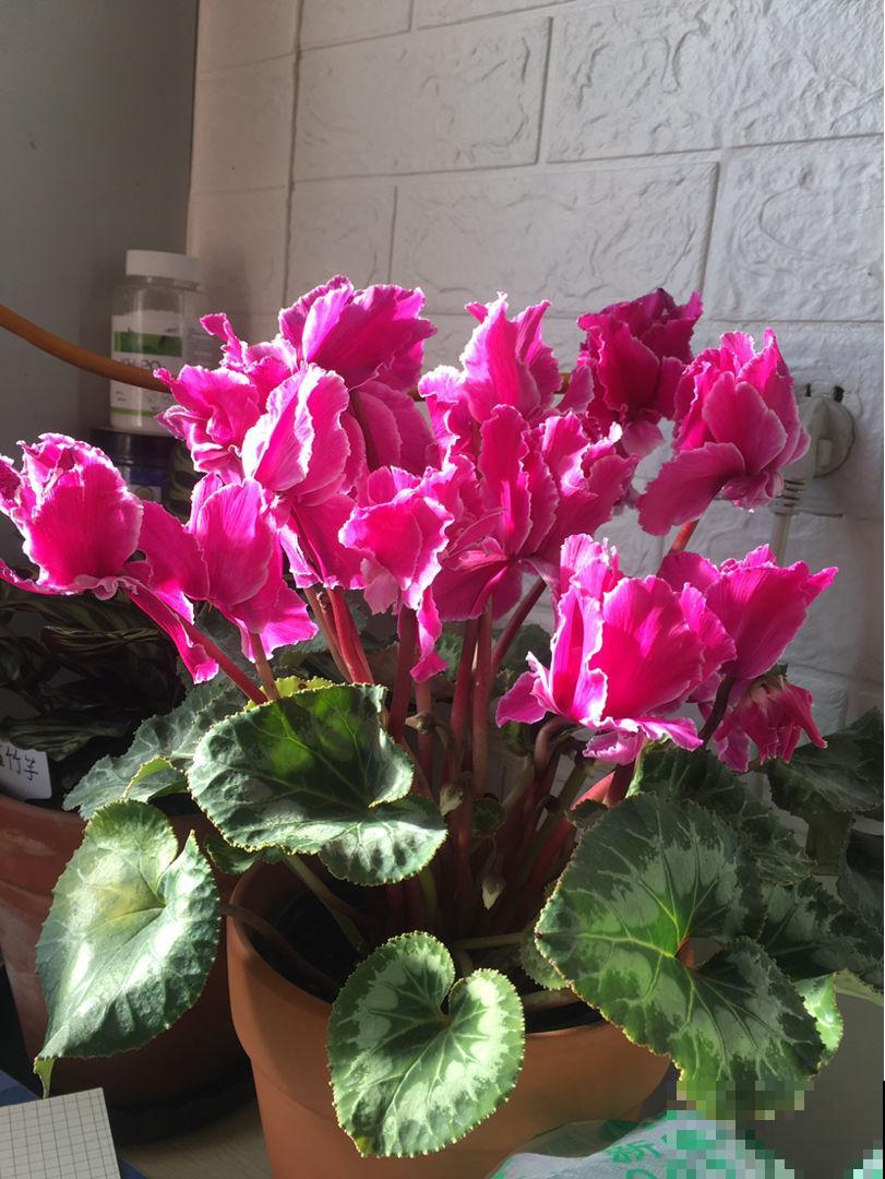 耐阴花也分“等级”，要根据植物自身特点养护，不然容易黄叶烂根