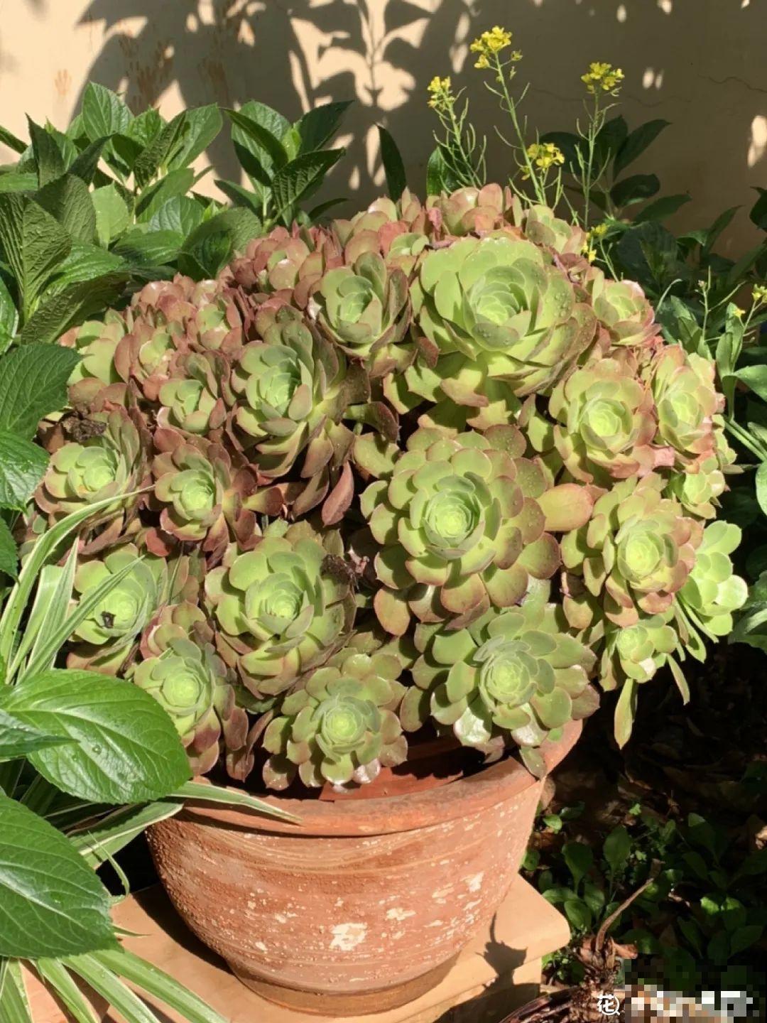 多肉老桩有多美，看着像是艺术品，造型超美